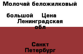 Молочай беложилковый (большой) › Цена ­ 300 - Ленинградская обл., Санкт-Петербург г. Домашняя утварь и предметы быта » Растения   . Ленинградская обл.